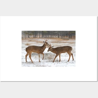 Battle of the Big Bucks - White-tailed deer Posters and Art